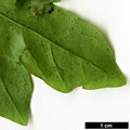 SpeciesSub: (A.campestre × A.cappadocicum)
